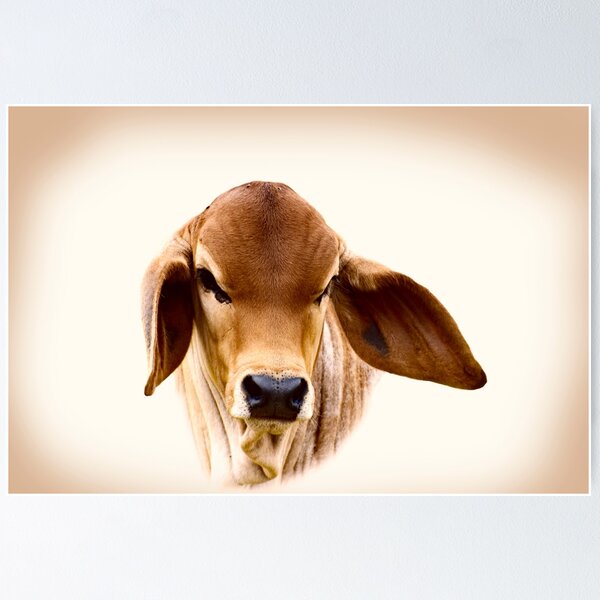 Item preview,    BRAHMAN CALF,  designed and sold by Barbara Jean Photo Art And Design.