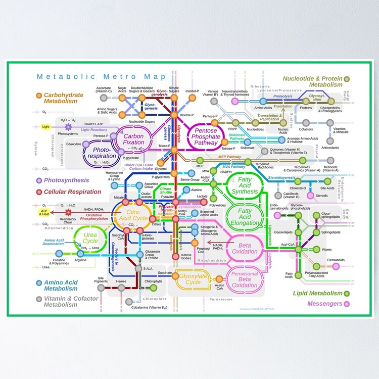 Metabolic pathway Mouse Pad