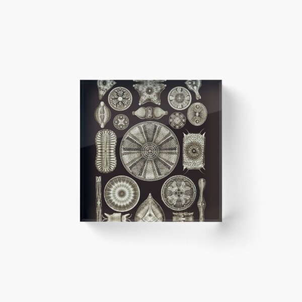 Item preview, Ernst Haeckel designed and sold by RobertHuntass.