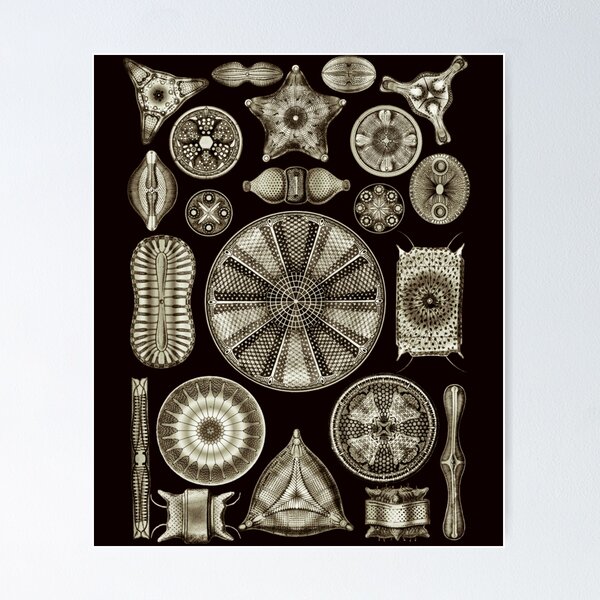 Item preview, Ernst Haeckel designed and sold by RobertHuntass.