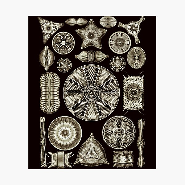 Item preview, Ernst Haeckel designed and sold by RobertHuntass.