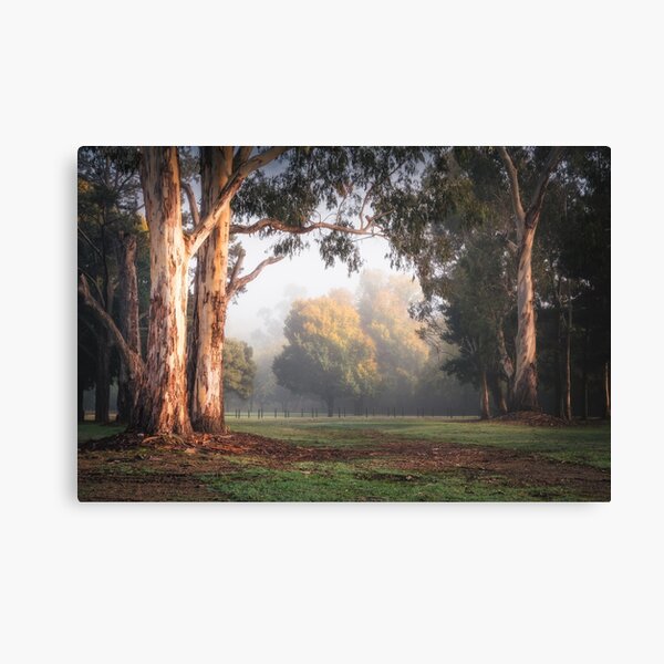 Item preview, Foggy Morning in Pioneer Park, Bright designed and sold by brightmystic.