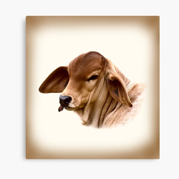 Item preview,   BRAHMAN CALF,  WALL ART AND DESIGNS designed and sold by Barbara Jean Photo Art And Design.