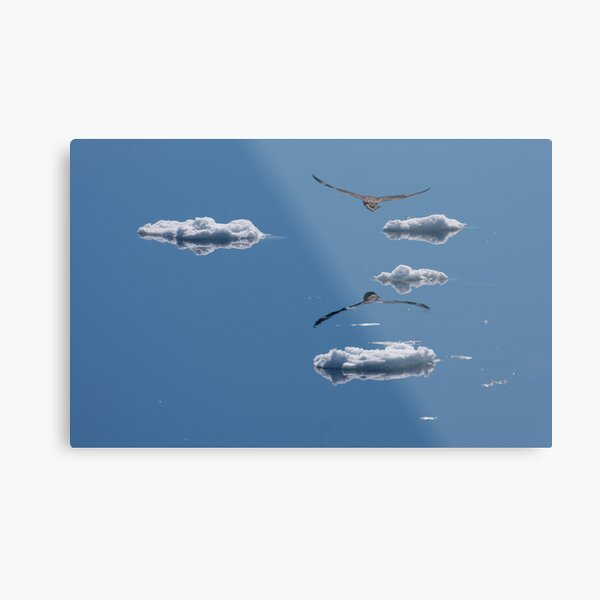 Antarctic Skua amongst the ice clouds Metal Print