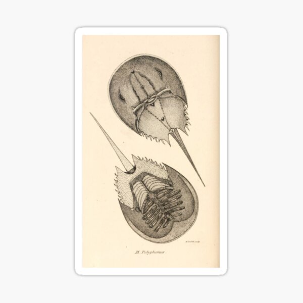 Item preview, Horseshoe Crabs designed and sold by BlueSpecsStudio.