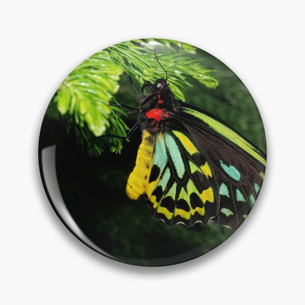 Item preview, Cairns Birdwing Butterfly designed and sold by phelanartwork67.