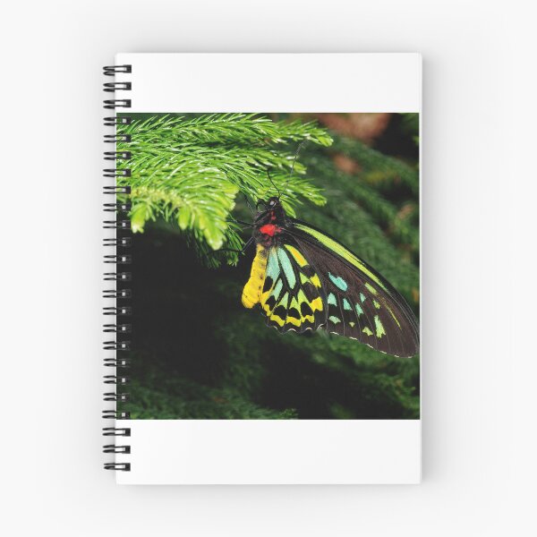 Item preview, Cairns Birdwing Butterfly designed and sold by phelanartwork67.