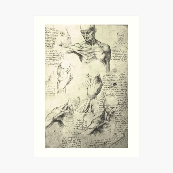 Anatomical drawing by Leonardo Da Vinci of a Man's neck and shoulders. Circa 1510 Art Print