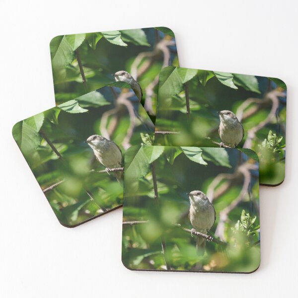 Item preview, Bush life 2. Lesser whitethroat designed and sold by Jouko Lehto Photography.