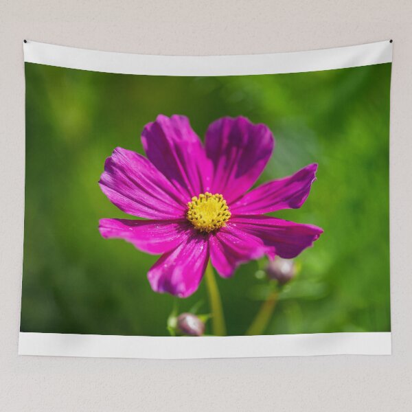 Item preview, Vibrant Pink Cosmos designed and sold by Sonja Martin Photography.