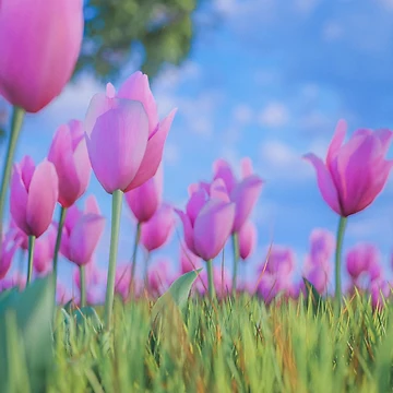 Artwork thumbnail, Spring Roses by Heeeeeey