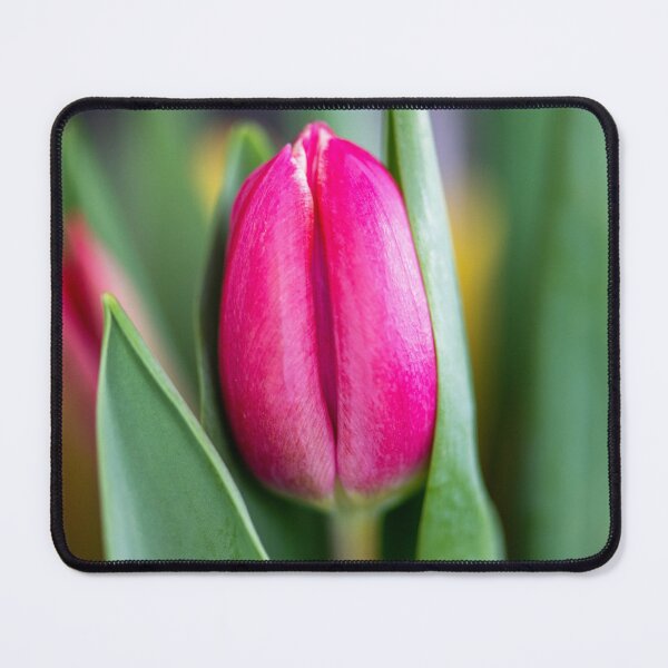 Item preview, A Single Pink Tulip designed and sold by Sonja Martin Photography.