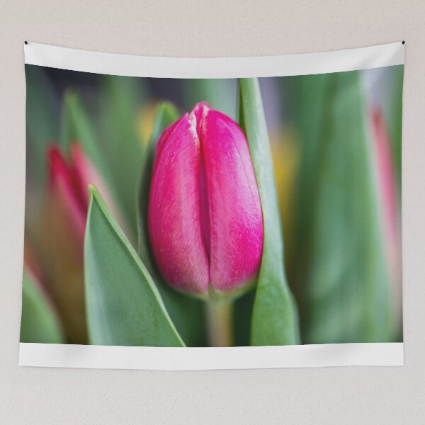 Aperçu de l'œuvre Une seule tulipe rose créée et vendue par Sonja Martin Photography.