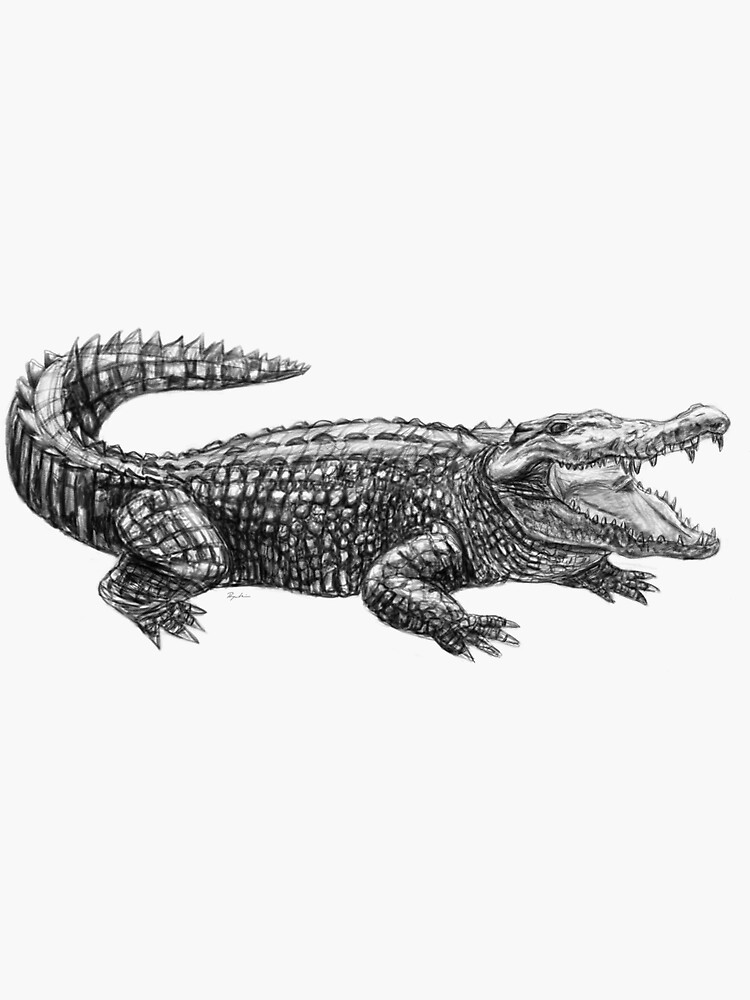How to Draw An Realistic Alligator - YouTube