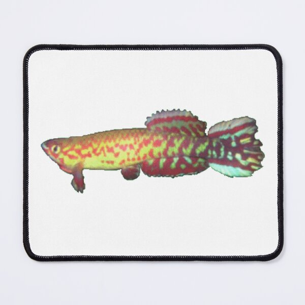 Item preview, geryi  Abuko -Killifish designed and sold by killies.