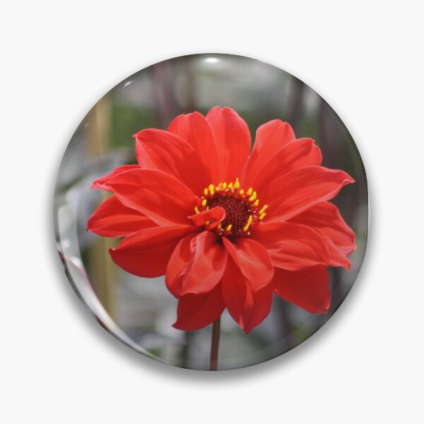 Item preview, Dahlia Bishop of Landaff designed and sold by Maridadi-Design.
