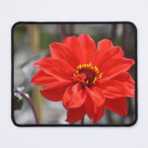 Item preview, Dahlia Bishop of Landaff designed and sold by Maridadi-Design.