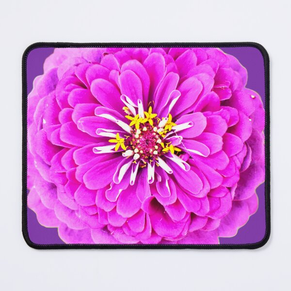 Item preview, Pink Zinnia Flower - purple background designed and sold by Louise-Mae.