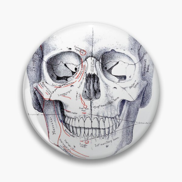 Item preview, Vintage Human Skull Anatomy Diagram (1887) designed and sold by BravuraMedia.