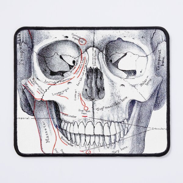 Item preview, Vintage Human Skull Anatomy Diagram (1887) designed and sold by BravuraMedia.