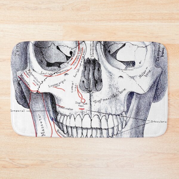 Item preview, Vintage Human Skull Anatomy Diagram (1887) designed and sold by BravuraMedia.