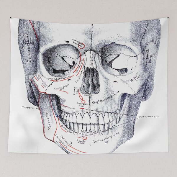 Item preview, Vintage Human Skull Anatomy Diagram (1887) designed and sold by BravuraMedia.