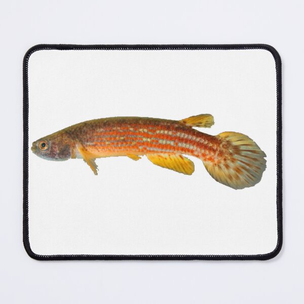 Item preview, Rivulus tocantinensis - Killifish designed and sold by killies.