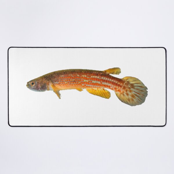 Item preview, Rivulus tocantinensis - Killifish designed and sold by killies.