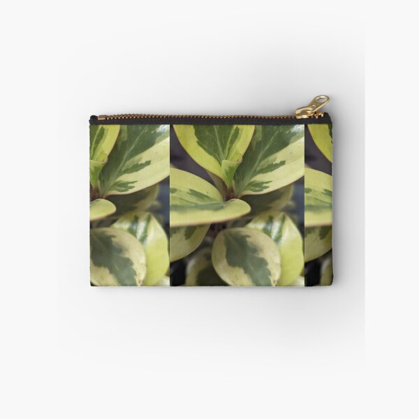 Item preview, Peperomia Citrus Twist designed and sold by FeistyDay.
