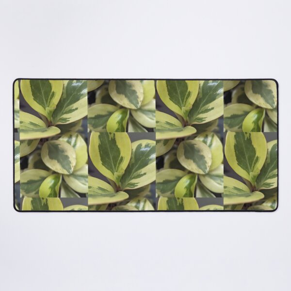 Item preview, Peperomia Citrus Twist designed and sold by FeistyDay.