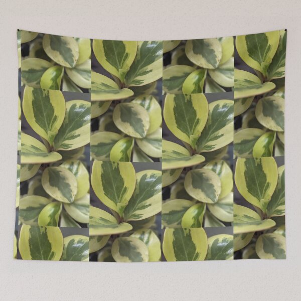 Item preview, Peperomia Citrus Twist designed and sold by FeistyDay.