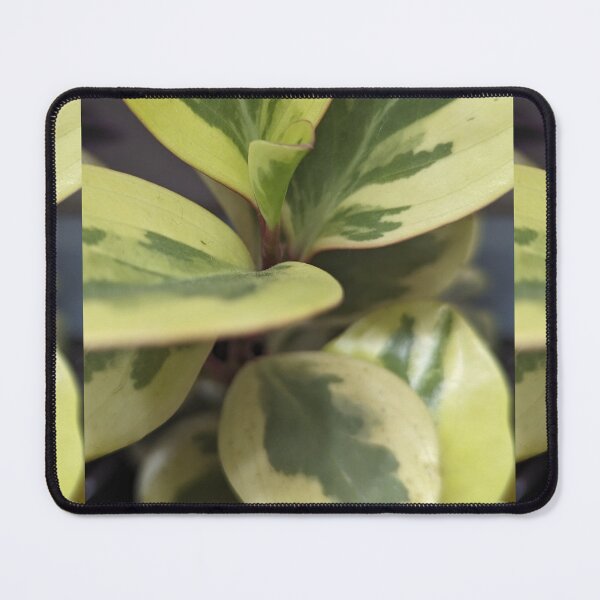Item preview, Peperomia Citrus Twist designed and sold by FeistyDay.