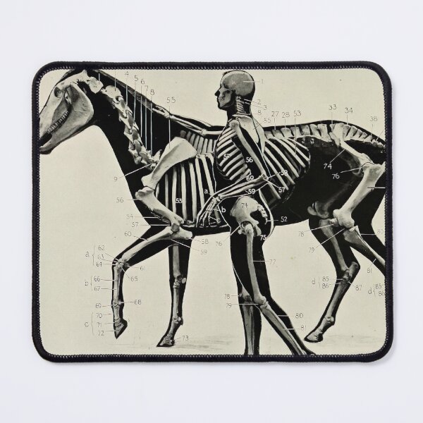 Item preview, Vintage Horse and Human Skeleton Diagram (1906) designed and sold by BravuraMedia.