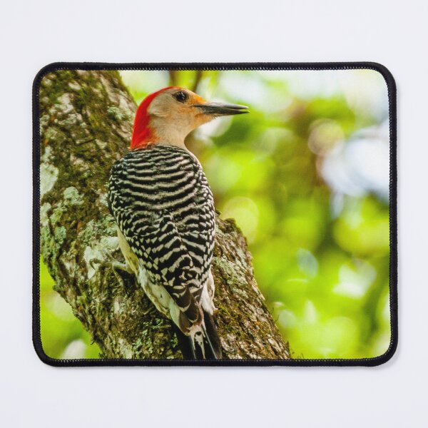 Item preview, Red-bellied woodpecker designed and sold by Dalyndigital Photography.