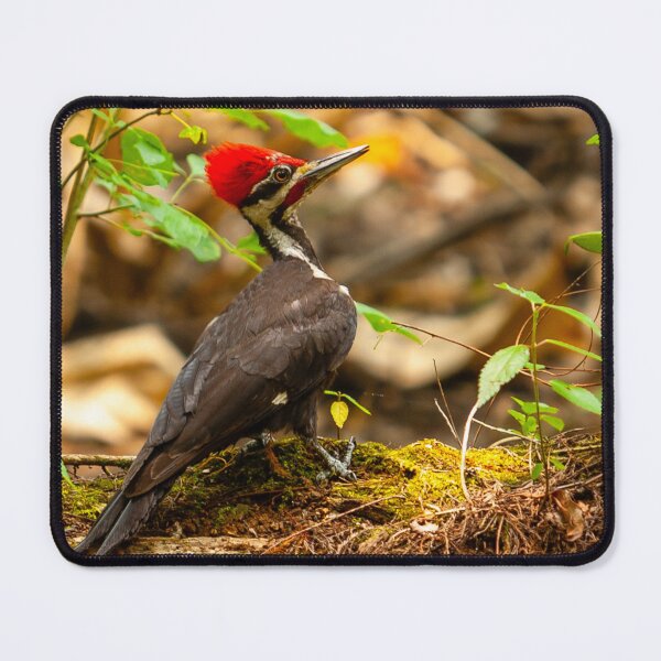 Item preview, Pileated Woodpecker on the lookout designed and sold by Dalyndigital Photography.