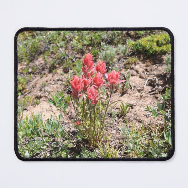 Item preview, Indian Paintbrush II designed and sold by zumi.