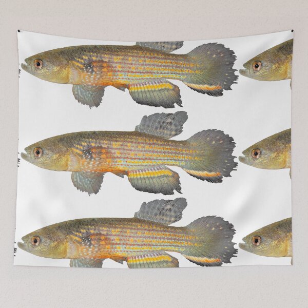 Item preview, Neofundulus aureomaculatus - Killifish designed and sold by killies.