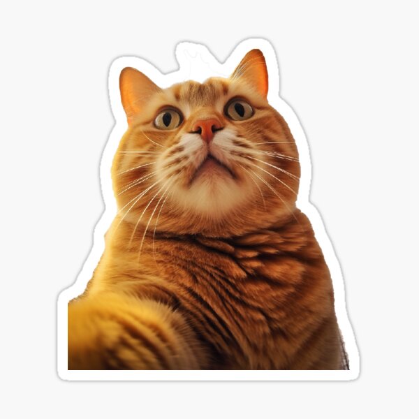 Cat, cute, fat, feline, ginger, meow, pet icon - Download on Iconfinder