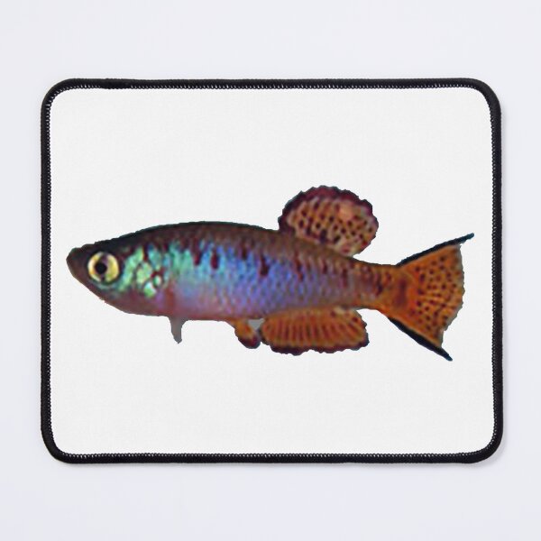 Item preview, Fundulosoma thierryi Accra Plain Gh 94-1& - Killifish designed and sold by killies.