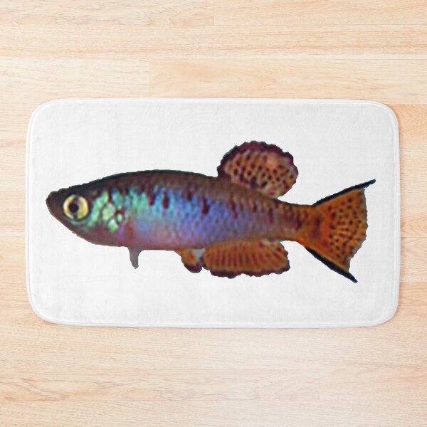 Item preview, Fundulosoma thierryi Accra Plain Gh 94-1& - Killifish designed and sold by killies.