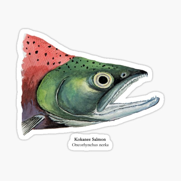 Item preview, Kokanee Salmon Head Painting designed and sold by Stephen Emms.