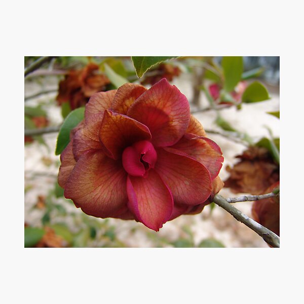 Item preview, Frost-touched Camellia designed and sold by May Lattanzio.