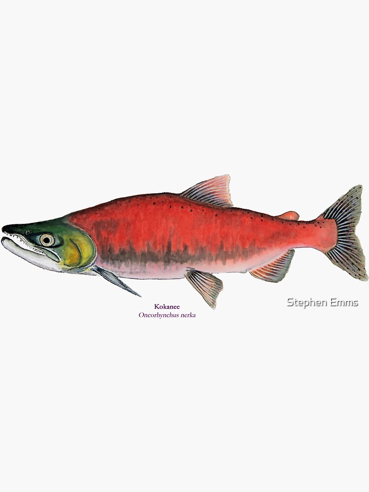 Kokanee Salmon | Sticker
