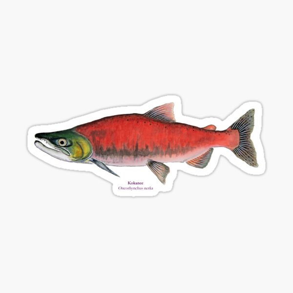 Lake Tahoe California fishing light blue oval sticker - Vinyl Mayhem