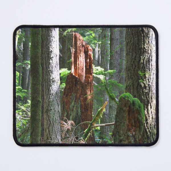 Item preview, Sunlit Forest Stump designed and sold by KirtTisdale.