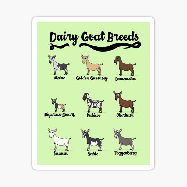 Item preview, Goofy Goat Breeds designed and sold by potatoegoat.