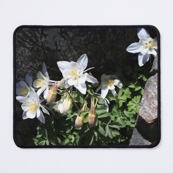 Item preview, Colorado Blue Columbine III designed and sold by zumi.