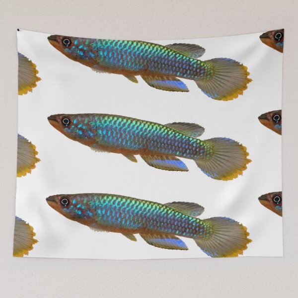 Item preview, Epiplatys guineensis  designed and sold by killies.