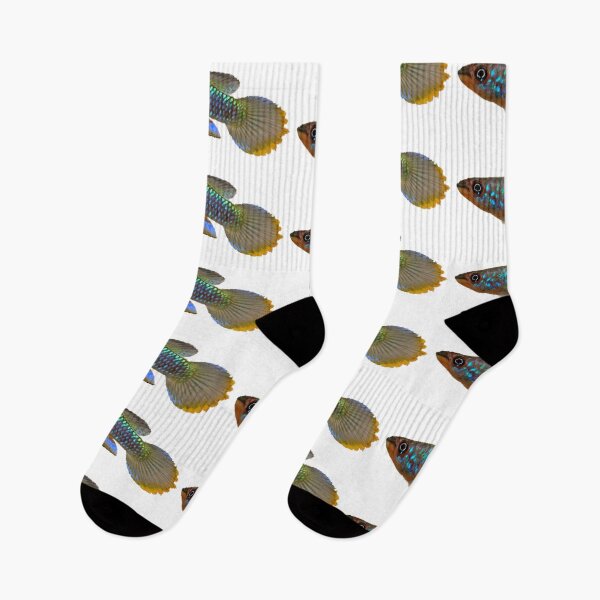Item preview, Epiplatys guineensis  designed and sold by killies.