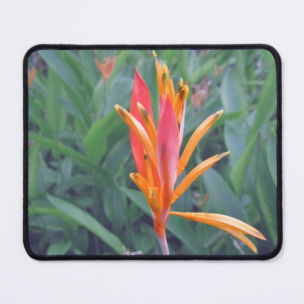 Item preview, Andromeda Heliconia Flower Photo designed and sold by IridescentSea.